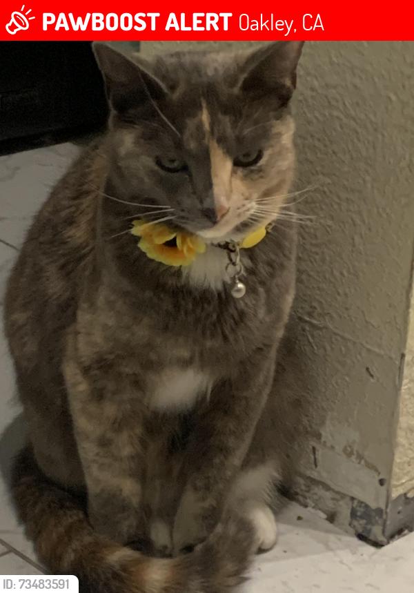 Lost Female Cat last seen El Monte & La Vista Ct in Oakley, CA, Oakley, CA 94561
