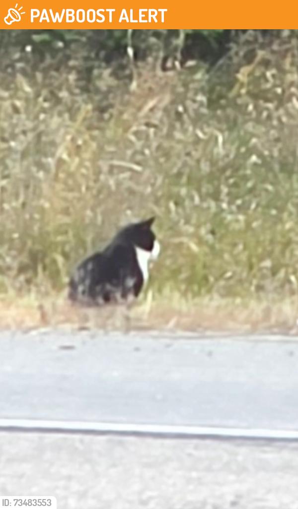 Found/Stray Unknown Cat last seen At Corner, just SOUTH of Rum River, Dead end street. Tiny cat at grassline, SO close to 65mph drivers., Dailey Township, MN 56359