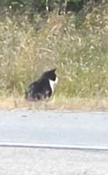 Found/Stray Unknown Cat last seen At Corner, just SOUTH of Rum River, Dead end street. Tiny cat at grassline, SO close to 65mph drivers., Dailey Township, MN 56359