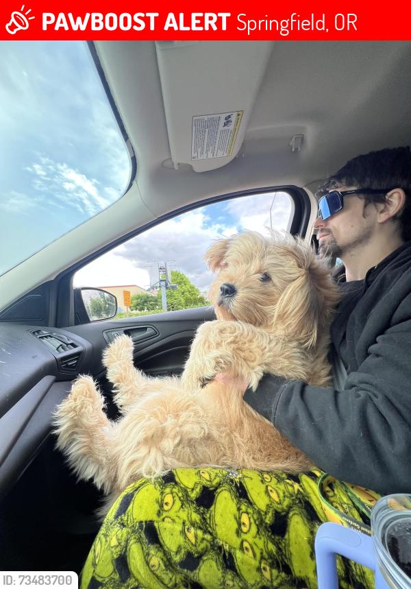 Lost Male Dog last seen Main Street, Springfield, OR 97478