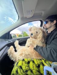 Lost Male Dog last seen Main Street, Springfield, OR 97478