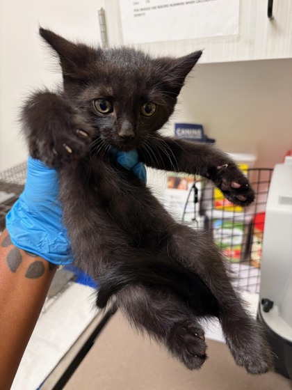 Shelter Stray Male Cat last seen Near Pontiac Pl SE, Atlanta, GA, 1251 Fulton Industrial Blvd NW, Atlanta, GA 30336, USA