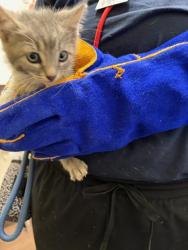 Shelter Stray Female Cat last seen Near Pontiac Pl SE, Atlanta, GA, 1251 Fulton Industrial Blvd NW, Atlanta, GA 30336, USA