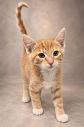Shelter Stray Male Cat last seen Oak Meadow Rd & Post Oak Rd, Tollhouse Zone Fresno CO 4 93667, CA, 1510 W Dan Ronquillo Dr, Fresno, CA 93706, USA
