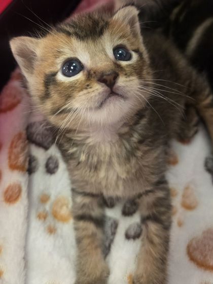 Shelter Stray Female Cat last seen W Kearny blvd and S Brawley, Biola Zone Fresno CO 1A 93606, CA, 1510 W Dan Ronquillo Dr, Fresno, CA 93706, USA