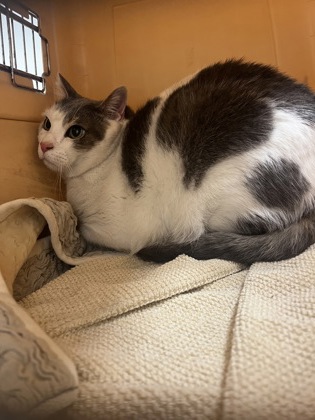 Shelter Stray Male Cat last seen Natoma Station Dr and Black Diamond Dr, Folsom, CA, 6201 Florin Perkins Rd, Sacramento, CA 95828, USA