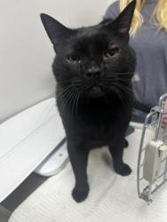 Shelter Stray Male Cat last seen Natoma Station Dr and Black Diamond Dr, Folsom, CA, 6201 Florin Perkins Rd, Sacramento, CA 95828, USA