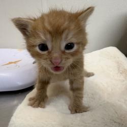Shelter Stray Male Cat last seen Graham Rd and HWY 6, City of College Station, TX, 5359 Leonard Rd, Bryan, TX 77807, USA