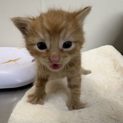Shelter Stray Male Cat last seen Graham Rd and HWY 6, City of College Station, TX, 5359 Leonard Rd, Bryan, TX 77807, USA