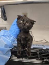 Shelter Stray Female Cat last seen Near 94th Ave, Oakland, CA, 1101 29th Ave, Oakland, CA 94601, USA