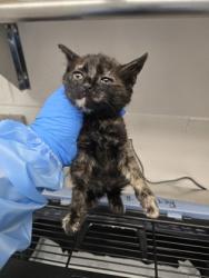 Shelter Stray Female Cat last seen Near 94th Ave, Oakland, CA, 1101 29th Ave, Oakland, CA 94601, USA