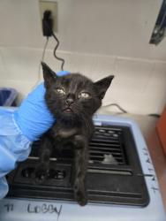Shelter Stray Male Cat last seen Near 94th Ave, Oakland, CA, 1101 29th Ave, Oakland, CA 94601, USA