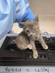 Shelter Stray Female Cat last seen Near 94th Ave, Oakland, CA, 1101 29th Ave, Oakland, CA 94601, USA