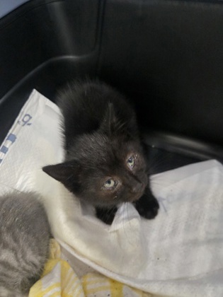 Shelter Stray Male Cat last seen Near 23rd St, Oakland, CA, 1101 29th Ave, Oakland, CA 94601, USA