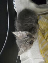 Shelter Stray Female Cat last seen Near 23rd St, Oakland, CA, 1101 29th Ave, Oakland, CA 94601, USA