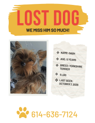 Lost Male Dog last seen Devonshire Neighborhood, Columbus, Ohio, Columbus, OH 43229