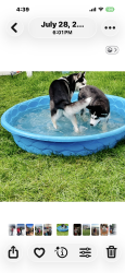 Lost Female Dog last seen Selby Avenue and Cretin, Saint Paul, MN 55104