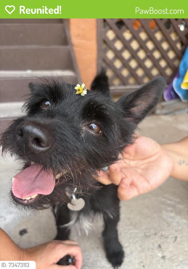 Reunited Male Dog last seen Sago Palm blvd, Kissimmee, FL 34741