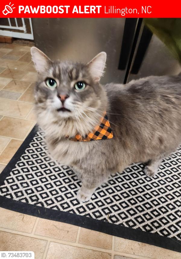 Lost Male Cat last seen Lillington DMV, Lillington, NC 27546