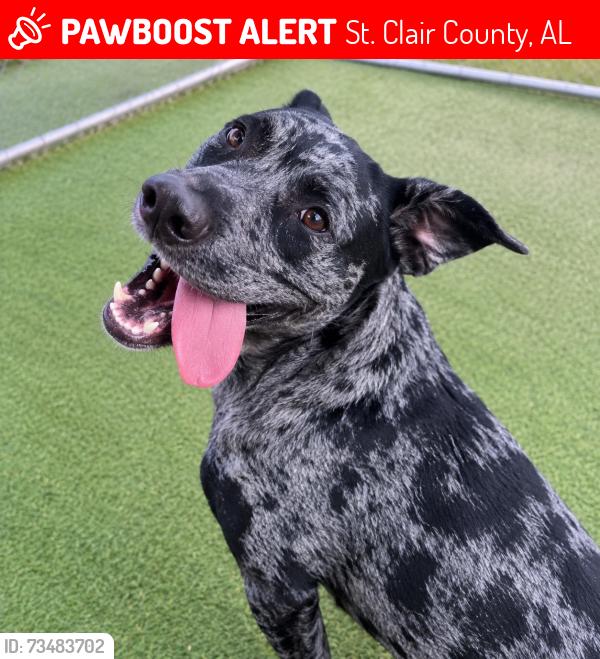 Lost Male Dog last seen Freedom Dr & Double Bridge Rd., St. Clair County, AL 35987