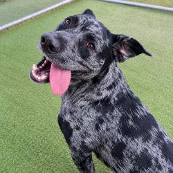 Lost Male Dog last seen Freedom Dr & Double Bridge Rd., St. Clair County, AL 35987