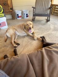 Reunited Male Dog last seen Williams drive, Georgetown, TX 78633