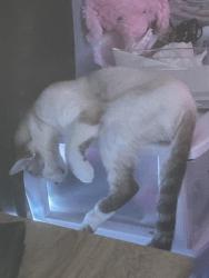 Reunited Male Cat last seen Dupree Lakes, Land O' Lakes, FL 34639