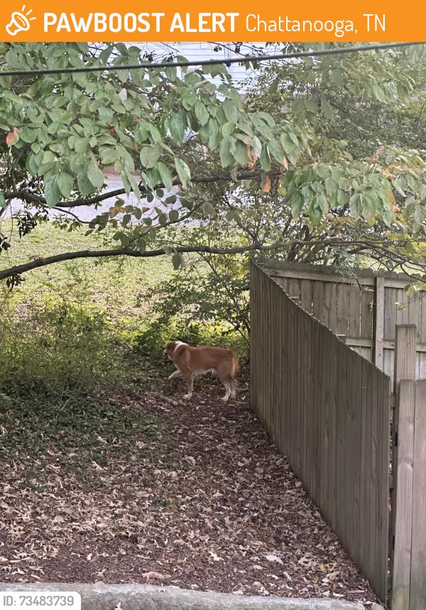 Found/Stray Unknown Dog last seen E Newberry, Chattanooga, TN 37415