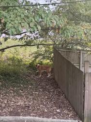 Found/Stray Unknown Dog last seen E Newberry, Chattanooga, TN 37415