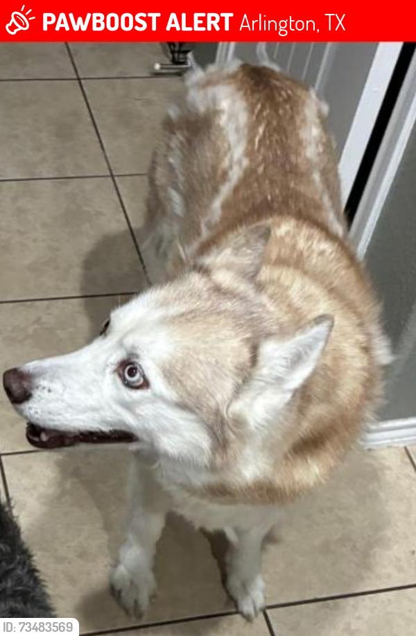 Lost Female Dog last seen Macgregor, Calendar Rd, Debbie Ln, Collins, Arlington, TX 76002