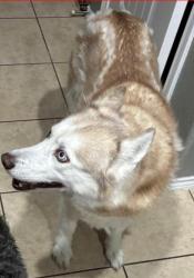 Lost Female Dog last seen Macgregor, Calendar Rd, Debbie Ln, Collins, Arlington, TX 76002