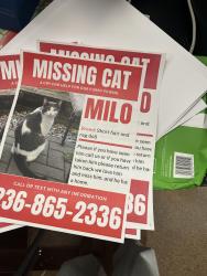 Reunited Male Cat last seen Tim Hortons., Surrey, BC V3W 1M5