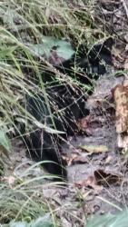Found/Stray Unknown Cat last seen Harp road, Fayetteville, GA 30214