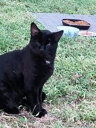 Found/Stray Male Cat last seen JA Crieghton and Franklin St Omaha ne, Omaha, NE 68111