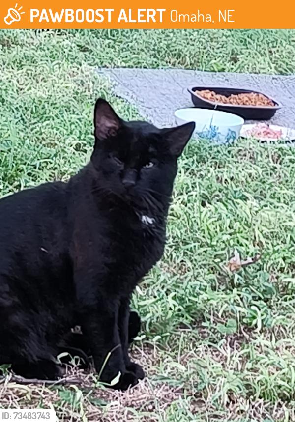 Found/Stray Male Cat last seen JA Crieghton and Franklin St Omaha ne, Omaha, NE 68111