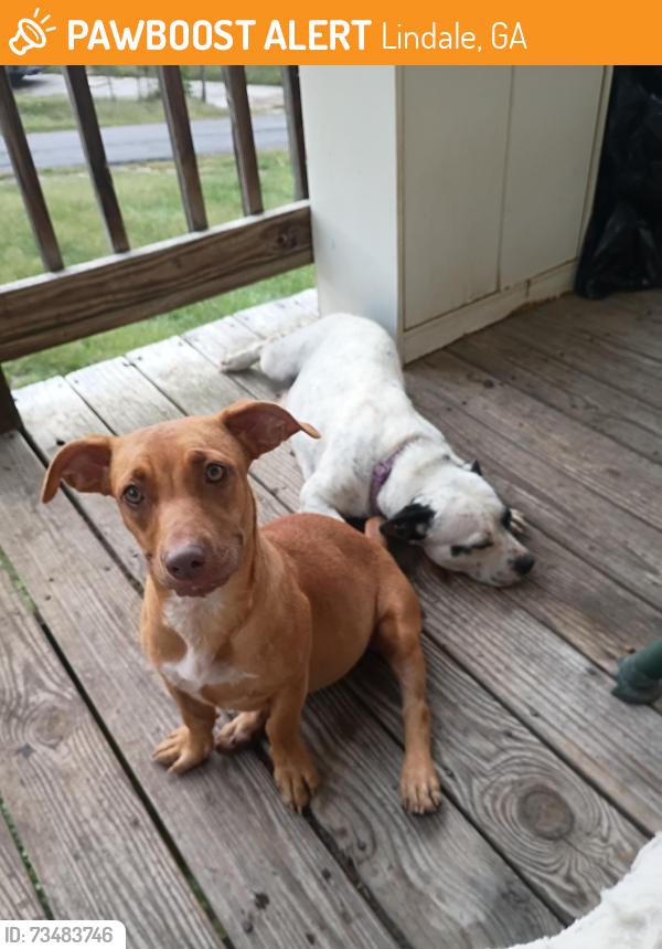 Found/Stray Female Dog last seen Hillcrest Dr, Lindale, GA 30147