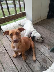 Found/Stray Female Dog last seen Hillcrest Dr, Lindale, GA 30147