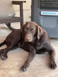 Reunited Male Dog last seen Williams drive, Georgetown, TX 78633