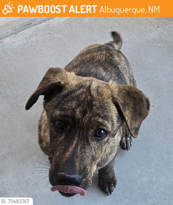 Found/Stray Unknown Dog last seen Ventana Rd and Glacier, Albuquerque, NM 87114