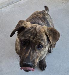 Found/Stray Unknown Dog last seen Ventana Rd and Glacier, Albuquerque, NM 87114