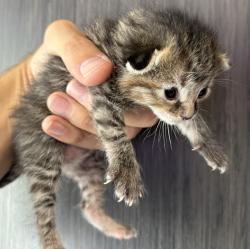 Shelter Stray Female Cat last seen Near S 1400 W, SALT LAKE CITY, UT, 84104, 511 W 3900 S, Salt Lake City, UT 84123, USA