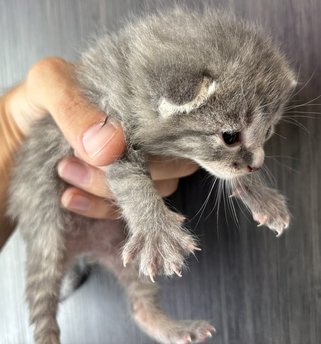 Shelter Stray Female Cat last seen Near S 1400 W, SALT LAKE CITY, UT, 84104, 511 W 3900 S, Salt Lake City, UT 84123, USA
