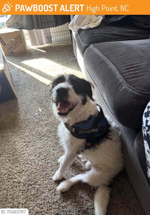 Found/Stray Male Dog last seen Lexington Ave, High Point, NC 27262