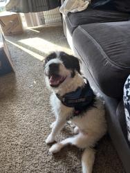 Found/Stray Male Dog last seen Lexington Ave, High Point, NC 27262