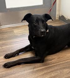 Shelter Stray Male Dog last seen Orage Avenue, San Diego, CA, 92115, 5500 Gaines St, San Diego, CA 92110, USA