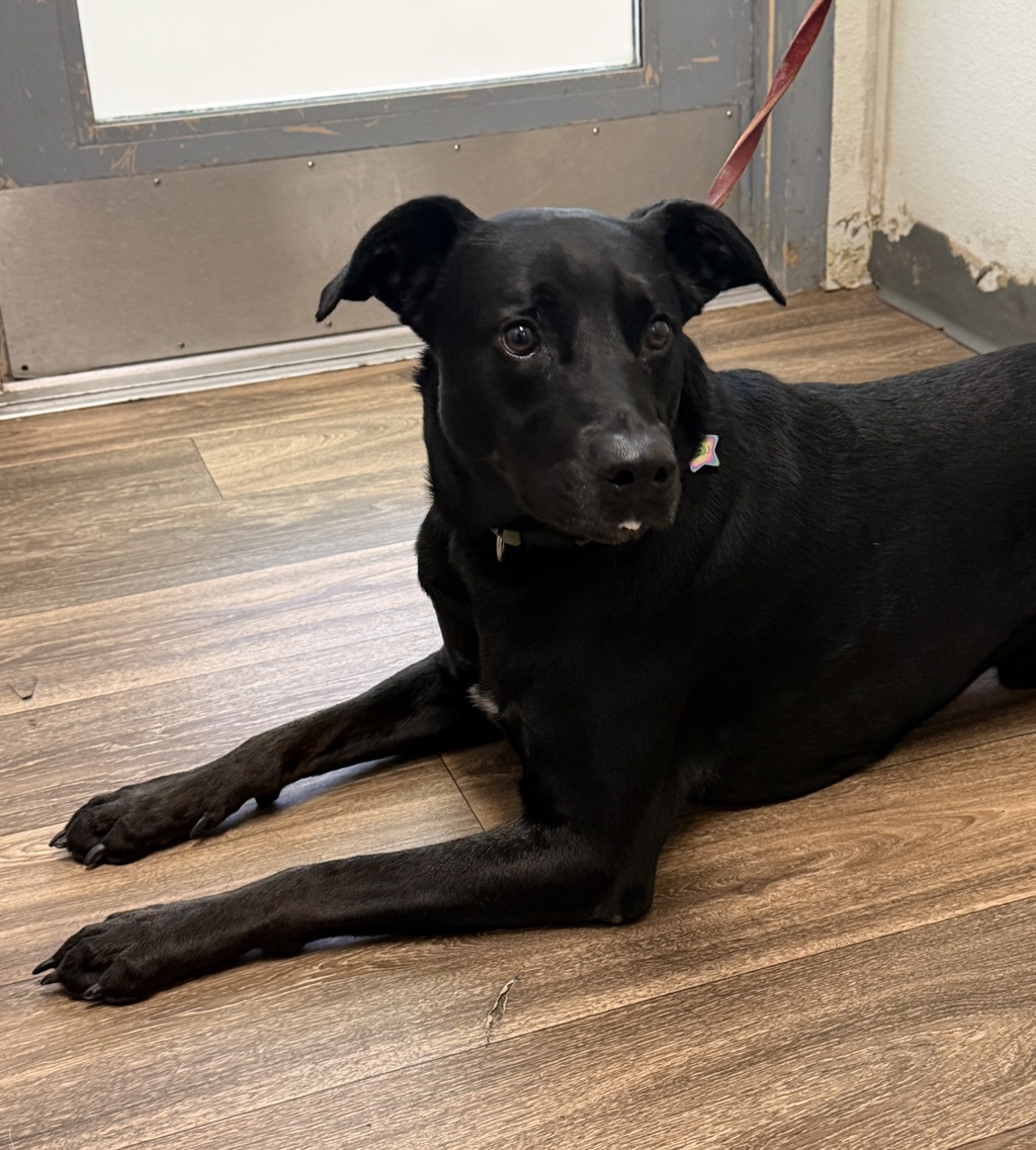 Shelter Stray Male Dog last seen Orage Avenue, San Diego, CA, 92115, 5500 Gaines St, San Diego, CA 92110, USA
