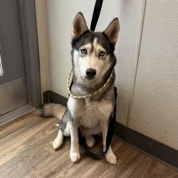 Shelter Stray Female Dog last seen Wheatstop Street, San Diego, CA, 92111, 5500 Gaines St, San Diego, CA 92110, USA