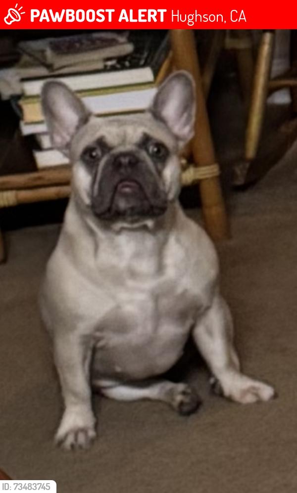 Lost Female Dog last seen 7th st, Hughson, CA 95326