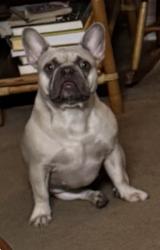 Lost Female Dog last seen 7th st, Hughson, CA 95326