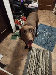 Found/Stray Male Dog last seen County 59 blvd, kenyon mn, Kenyon, MN 55946